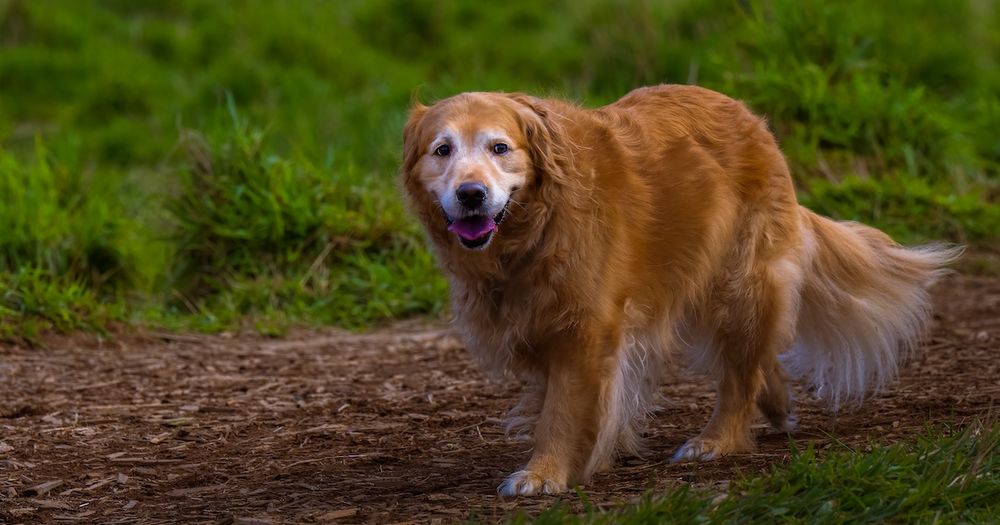 An older dog