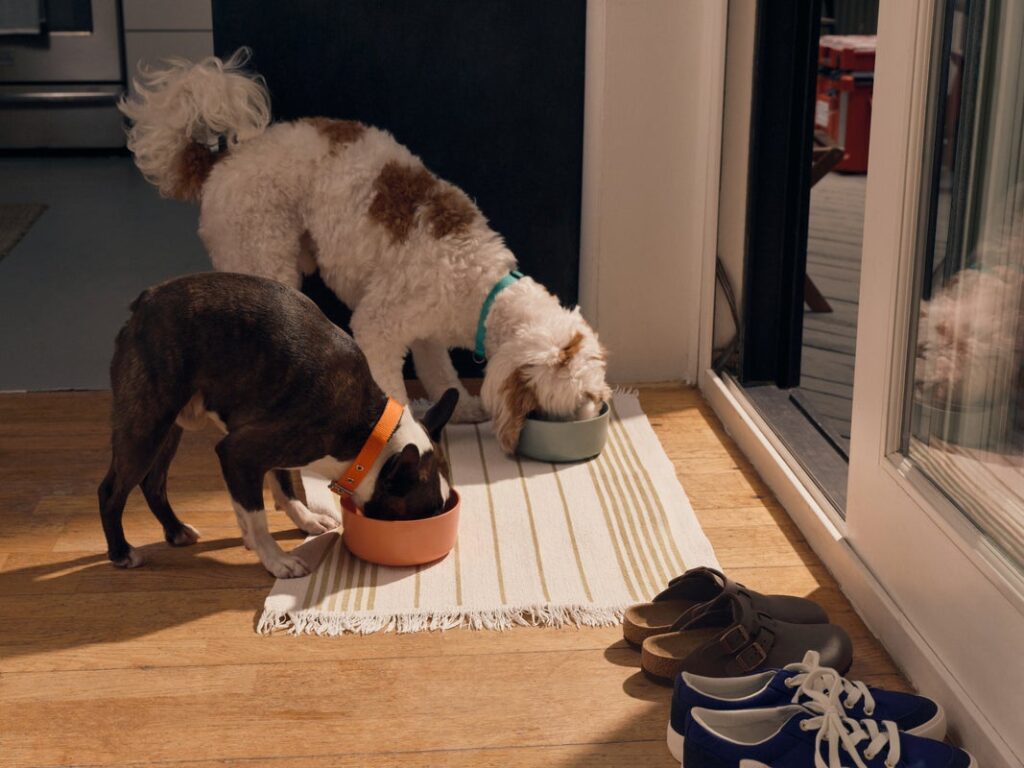 dog allergy relief