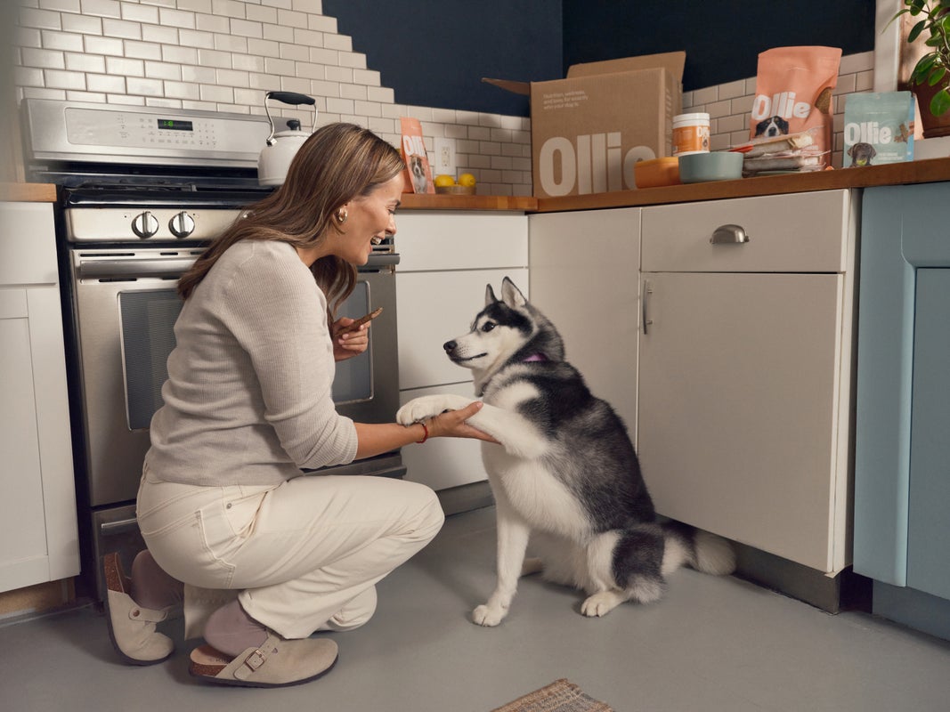 Green Dog Poop: Why Is My Dog’s Poop Green? - Ollie Blog