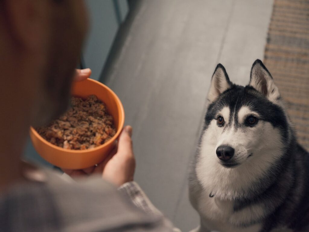 dog vomiting clear liquids