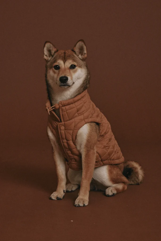 A brown Shiba-inu dog sitting and looking at the camera while wearing a brown, quilted dog jacket. The dog is on a dark brown studio backdrop.