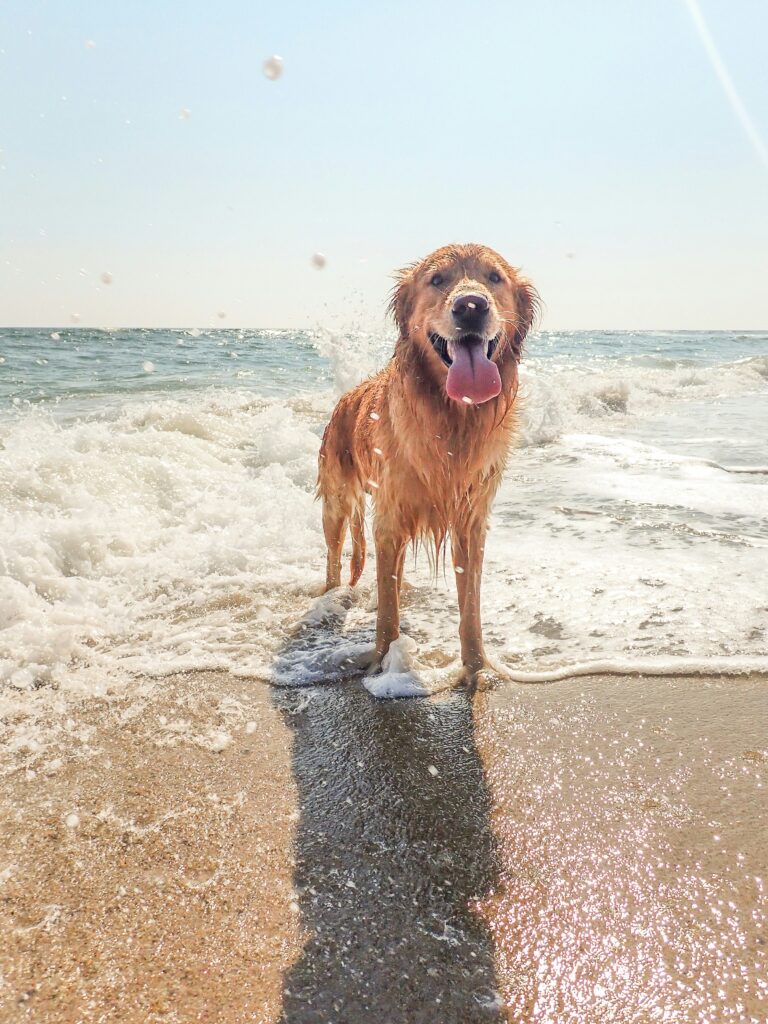 A wet golden retriever standing in shallow waves at a sunny beach