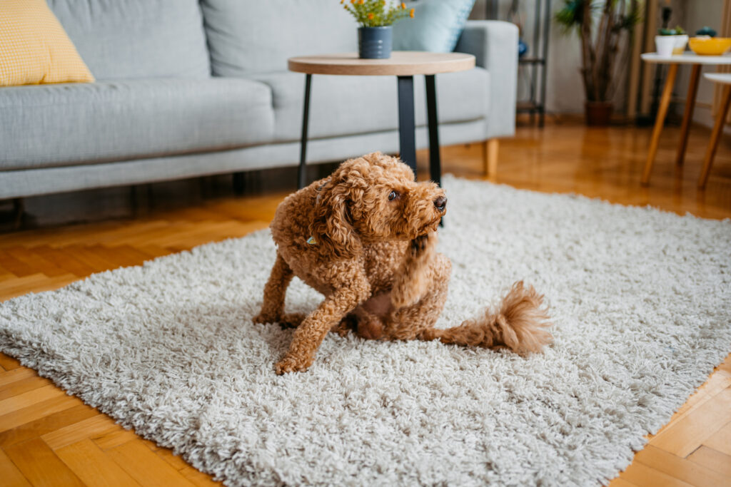 A brown goldendoodle scratching its chin with its hind leg while sitting on a gray carpet in a living room with a gray sofa in the background.