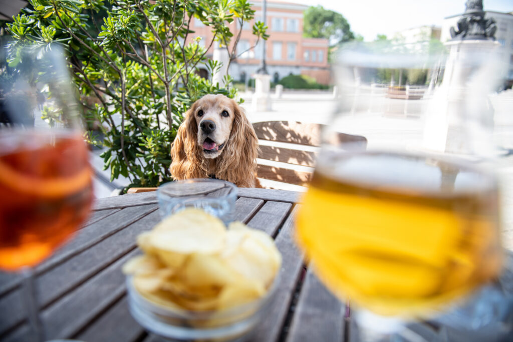 A light brown spaniel sitting at an outdoor restaurant table with two glasses of wine and a bowl of chips in the foreground