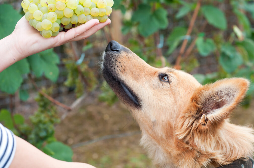A brown shepherd dog sniffing at green grapes in a human's hands