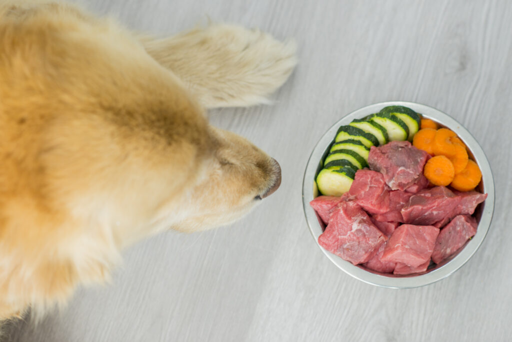 A golden retriever sniffing a metal bowl full of raw beef, carrots, and cucumbers on a light colored floor.