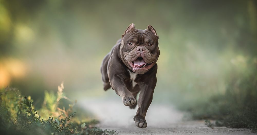 A dog running