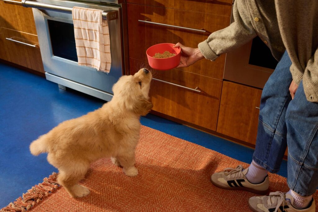 ollie food for dogs
