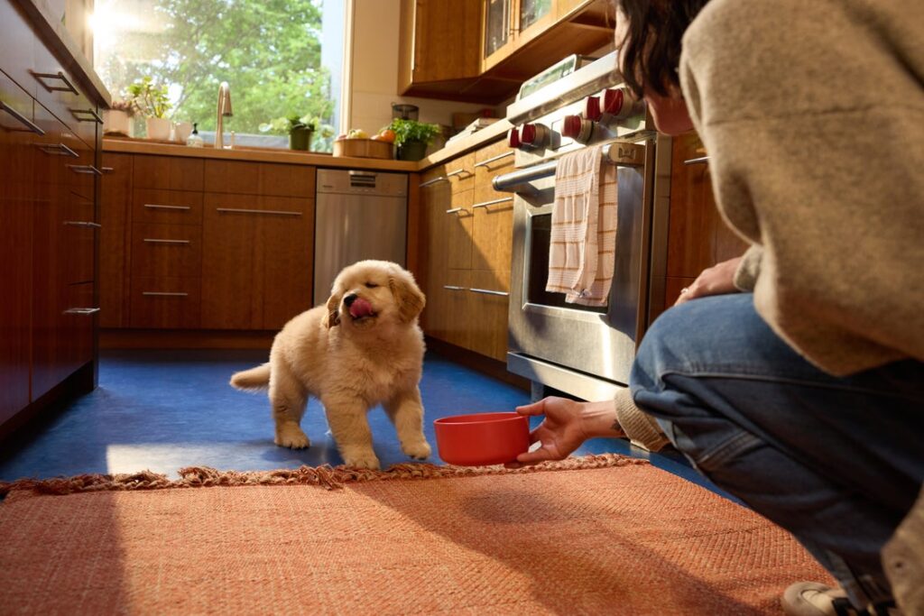 puppy training