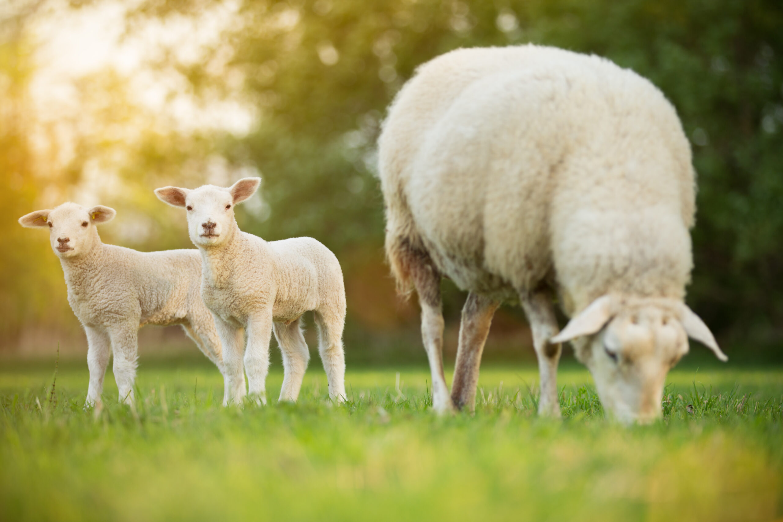 Is Lamb Good For Dogs Ollie Blog
