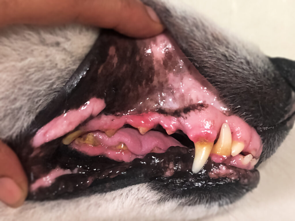 A close up of a dog's teeth discolored with plaque build up and red, inflamed gums.
Credit: February_Love | Shutterstock