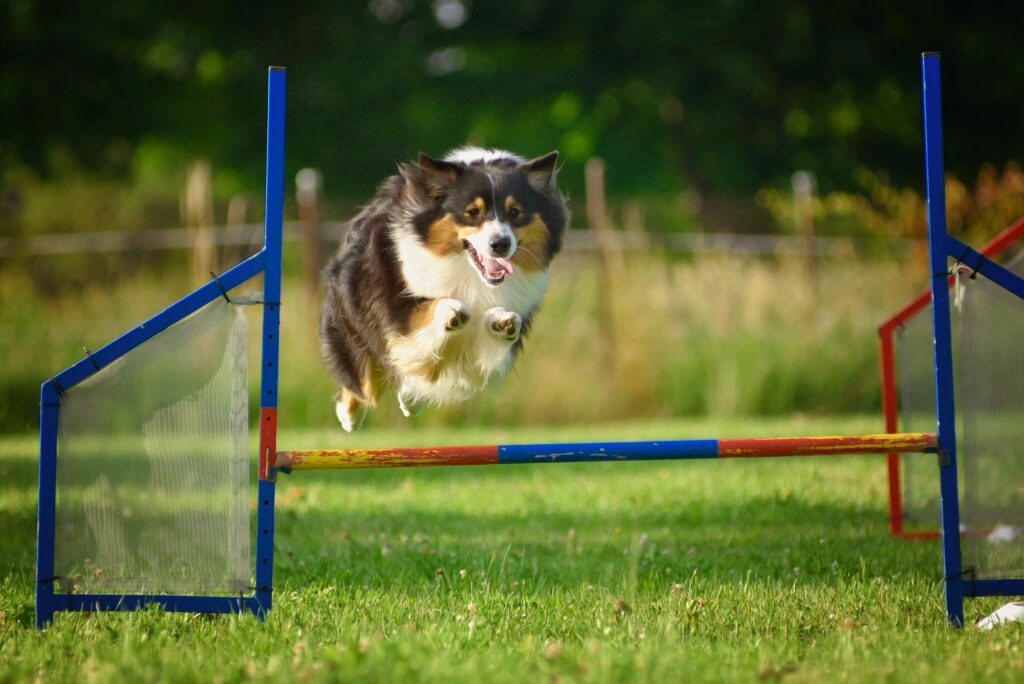 Dog jumping and exercising