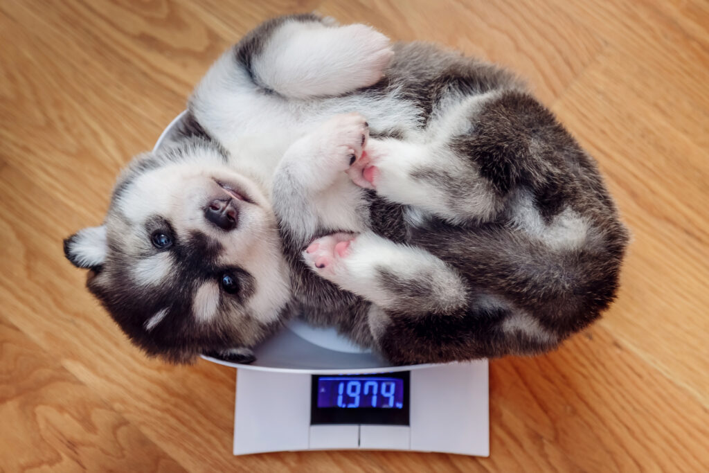 Husky puppy on a scale