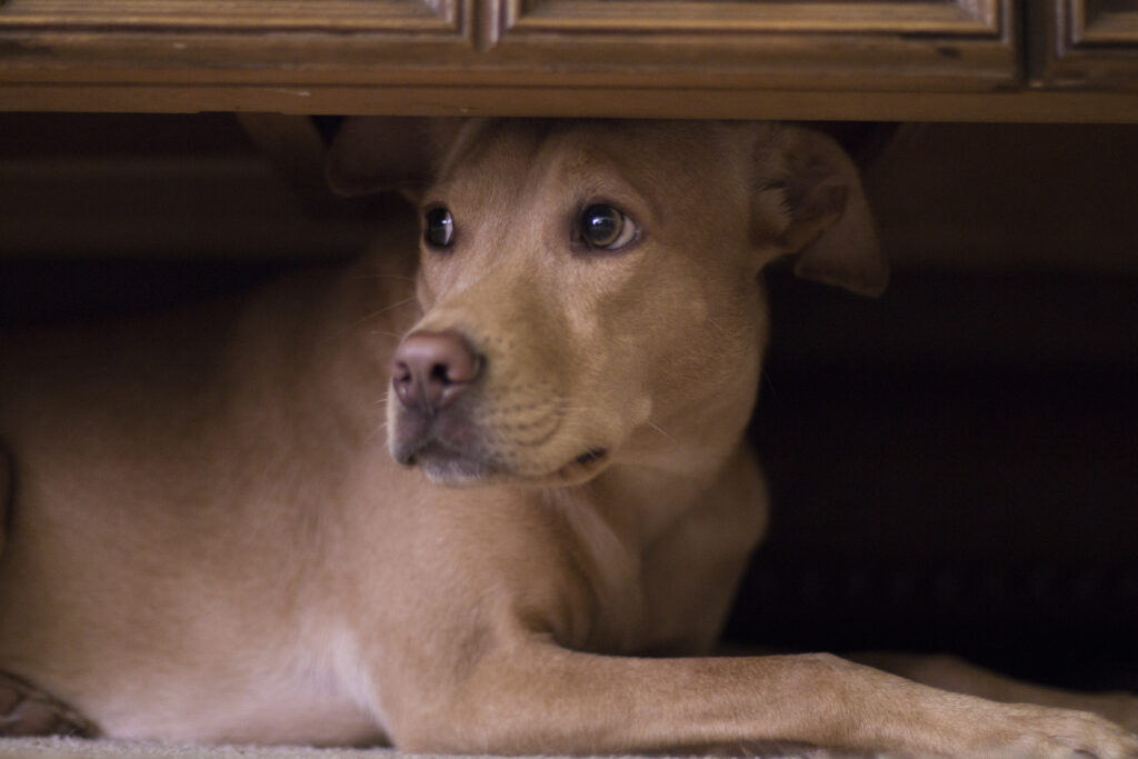 Nervous dog hiding under coffee table